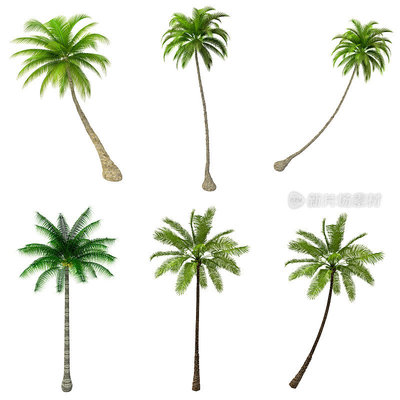 棕榈树系列/设置为纯白背景
